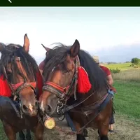 original sound - nicolaejymy