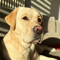 lotti_labrador