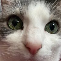 mrs.miuki