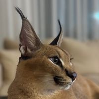 mufasa_caracal