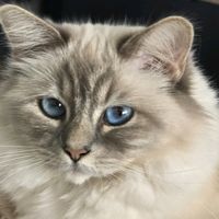 galaxyesbirman