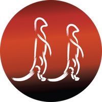 suricataexperience