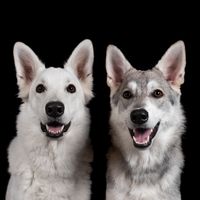 wannabe.wolves