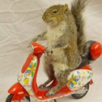 sigmasquirrels