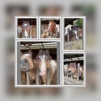 ponypark_cityy