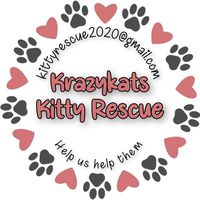 krazykatskittens