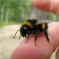 x.im.a.bumblebee.x