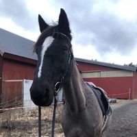 equestrianhorseygirl