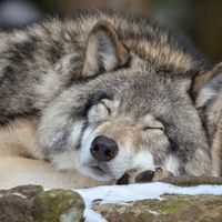 something for your M.I.N.D