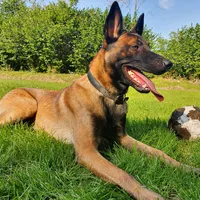 Ich bin ein Sondermodell