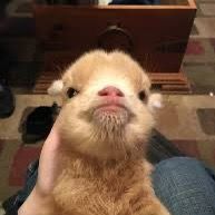 origineel geluid - Azteq Tyme