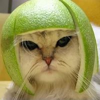 francescoesposito200kg