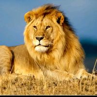 nhạc nền - NGÔN 0632BR✅