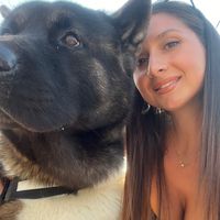 duke.the.american.akita