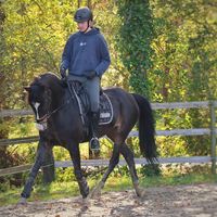 equestrian.warre