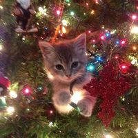santa.babe_