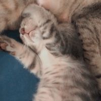 suara asli - bbm naik