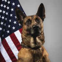 original sound - Dog K9