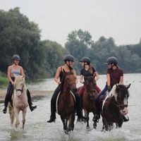 surprise_stables