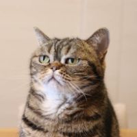 Originalton - AmazeVFX ⚡️