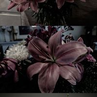 nici un glonț nu doare cat doare dragostea