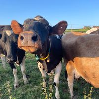 original sound - 🐮Will Bennett🐮
