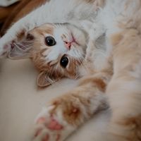 pearl_theprecious_cat