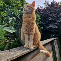 billyboborangecat