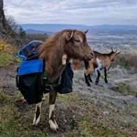 mylittlehikinggoats