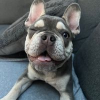 skyethefrenchiie