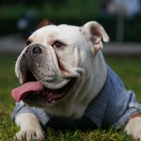 bodoquebulldog