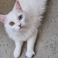 cat__haus