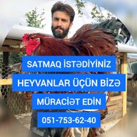 dekorativ.hayvanlar
