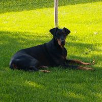happy_the_doberman