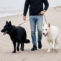 good_old_alfie