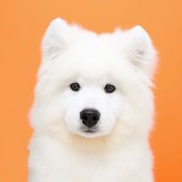 thepawerfluff