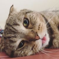 fatcat_4
