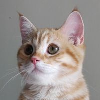 เสียงต้นฉบับ - บาร์กี้แมวจ้ม