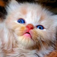 suara asli - JOE REMMY (CAT FAMILY)