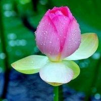 original sound - សិក្សាព្រះធម៌ 💎