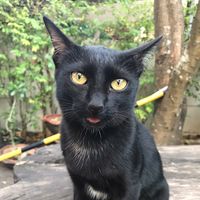 dammyblackcat1
