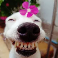 original sound - cua_hang_yeu_doi