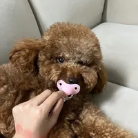 original sound - phanmiu20