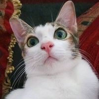 original sound - kujiecats