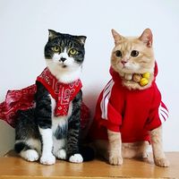 เสียงต้นฉบับ - โชกุน & กุ๊กก้า