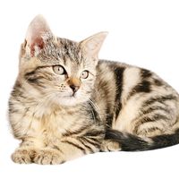 suara asli - sound animals