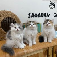 jaoauan.nub