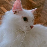 original sound - amalsyahmina