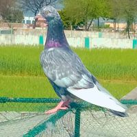 jabber040