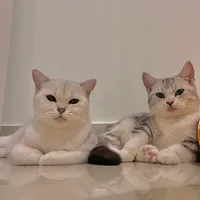 original sound - mayconmeovathangtan